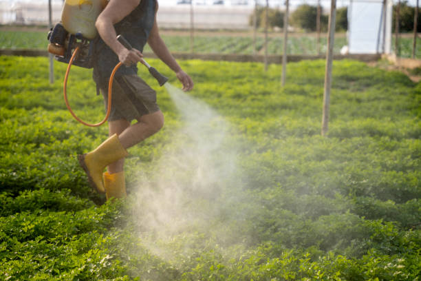 Insect Control in San Lorenzo, CA